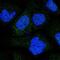 CO9A2 antibody, NBP2-30450, Novus Biologicals, Immunofluorescence image 