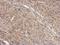 WD repeat-containing protein 1 antibody, NBP2-20887, Novus Biologicals, Immunohistochemistry paraffin image 