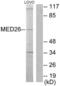 Mediator of RNA polymerase II transcription subunit 26 antibody, LS-C118735, Lifespan Biosciences, Western Blot image 