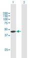 Zinc Finger Protein 385A antibody, H00025946-B01P, Novus Biologicals, Western Blot image 