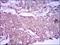 Glypican 3 antibody, NBP2-37483, Novus Biologicals, Immunohistochemistry frozen image 