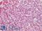 Transforming Growth Factor Beta 2 antibody, LS-B16473, Lifespan Biosciences, Immunohistochemistry paraffin image 