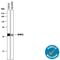 Sprouty RTK Signaling Antagonist 2 antibody, AF6157, R&D Systems, Western Blot image 