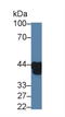 Haptoglobin-related protein antibody, LS-C663707, Lifespan Biosciences, Western Blot image 