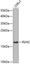 Relaxin 2 antibody, 22-595, ProSci, Western Blot image 