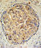Steroid 5 Alpha-Reductase 3 antibody, LS-C161493, Lifespan Biosciences, Immunohistochemistry frozen image 