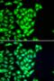 Hyaluronan Binding Protein 2 antibody, orb247677, Biorbyt, Immunofluorescence image 