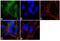 Ephrin A5 antibody, 38-0400, Invitrogen Antibodies, Immunofluorescence image 