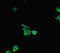 Haloacid Dehalogenase Like Hydrolase Domain Containing 2 antibody, LS-C678195, Lifespan Biosciences, Immunofluorescence image 