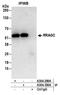 Ras Related GTP Binding C antibody, A304-299A, Bethyl Labs, Immunoprecipitation image 