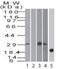 Bone Marrow Stromal Cell Antigen 2 antibody, NBP2-27154, Novus Biologicals, Western Blot image 