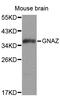 G Protein Subunit Alpha Z antibody, MBS125955, MyBioSource, Western Blot image 