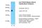 TEA Domain Transcription Factor 4 antibody, PA5-41446, Invitrogen Antibodies, Western Blot image 