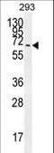 Cilia And Flagella Associated Protein 100 antibody, LS-C168416, Lifespan Biosciences, Western Blot image 