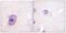 Rhodopsin antibody, P30435, Boster Biological Technology, Immunohistochemistry frozen image 