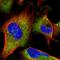 Vacuolar fusion protein MON1 homolog B antibody, HPA046285, Atlas Antibodies, Immunofluorescence image 