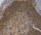 Protein Kinase D3 antibody, MBS2522433, MyBioSource, Immunohistochemistry paraffin image 