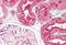 C1q And TNF Related 6 antibody, MBS241260, MyBioSource, Immunohistochemistry paraffin image 