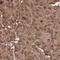 Small Ubiquitin Like Modifier 4 antibody, NBP2-34073, Novus Biologicals, Immunohistochemistry frozen image 