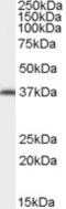 Aryl Hydrocarbon Receptor Interacting Protein antibody, MBS421237, MyBioSource, Western Blot image 