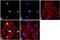 Histone Cluster 2 H2B Family Member F antibody, 710912, Invitrogen Antibodies, Immunofluorescence image 