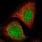 N-Terminal EF-Hand Calcium Binding Protein 1 antibody, HPA025963, Atlas Antibodies, Immunofluorescence image 