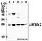 Ubiquitin Domain Containing 2 antibody, A15166-1, Boster Biological Technology, Western Blot image 