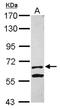Kelch Like Family Member 13 antibody, NBP2-17079, Novus Biologicals, Western Blot image 