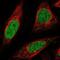 ATP Binding Cassette Subfamily A Member 5 antibody, NBP2-68798, Novus Biologicals, Immunofluorescence image 