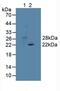 Glutathione S-transferase theta-1 antibody, MBS2027080, MyBioSource, Western Blot image 