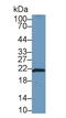 FTH1 antibody, LS-C300910, Lifespan Biosciences, Western Blot image 