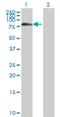 Forkhead Box J2 antibody, H00055810-M06, Novus Biologicals, Western Blot image 