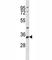 Ribosomal Protein S6 antibody, F47809-0.4ML, NSJ Bioreagents, Western Blot image 
