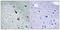 5-Hydroxytryptamine Receptor 2A antibody, LS-C291279, Lifespan Biosciences, Immunohistochemistry paraffin image 