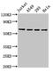 TATA-Box Binding Protein Associated Factor 15 antibody, CSB-PA856431LA01HU, Cusabio, Western Blot image 