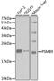 Proteasome Subunit Beta 9 antibody, GTX33298, GeneTex, Western Blot image 