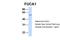 Alpha-L-Fucosidase 1 antibody, PA5-44145, Invitrogen Antibodies, Western Blot image 