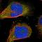 Protein S100-A7 antibody, NBP1-87205, Novus Biologicals, Immunofluorescence image 