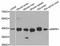 Mitogen-Activated Protein Kinase 1 antibody, abx126124, Abbexa, Western Blot image 