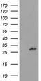 Pyrroline-5-Carboxylate Reductase 3 antibody, TA502034S, Origene, Western Blot image 