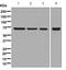 Lamin B1 antibody, ab133741, Abcam, Western Blot image 