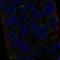 Major Histocompatibility Complex, Class II, DM Alpha antibody, NBP2-55086, Novus Biologicals, Immunofluorescence image 