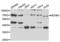 HEXIM P-TEFb Complex Subunit 1 antibody, LS-C334283, Lifespan Biosciences, Western Blot image 