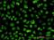 Emerin antibody, H00002010-M01, Novus Biologicals, Immunocytochemistry image 