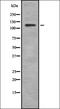 Ubiquitin Specific Peptidase 36 antibody, orb378439, Biorbyt, Western Blot image 