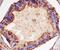 Adhesion G Protein-Coupled Receptor G2 antibody, AF7977, R&D Systems, Immunohistochemistry frozen image 