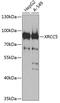 X-Ray Repair Cross Complementing 5 antibody, 14-952, ProSci, Western Blot image 