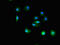 Tetratricopeptide repeat protein 19 antibody, LS-C672868, Lifespan Biosciences, Immunofluorescence image 