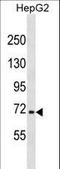 Nuclear Factor, Erythroid 2 Like 3 antibody, LS-C157996, Lifespan Biosciences, Western Blot image 