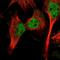 Calpain 10 antibody, HPA056098, Atlas Antibodies, Immunofluorescence image 